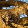 leopard_at_grumeti_area__1