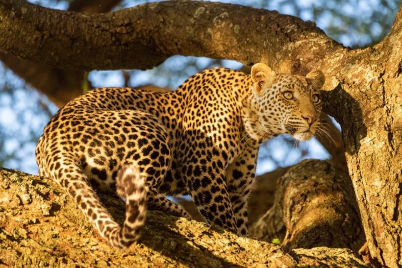 leopard_at_grumeti_area__1